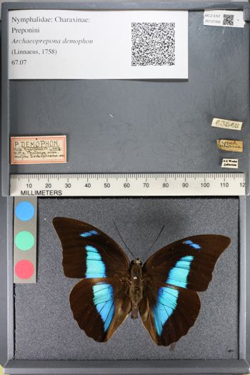 Media type: image;   Entomology 137356